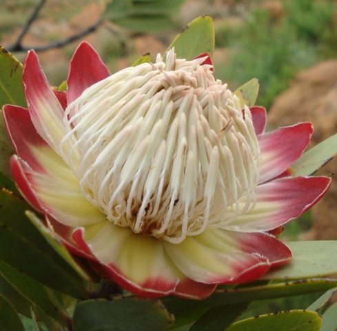 Protea caffra subsp. caffra flowerhead